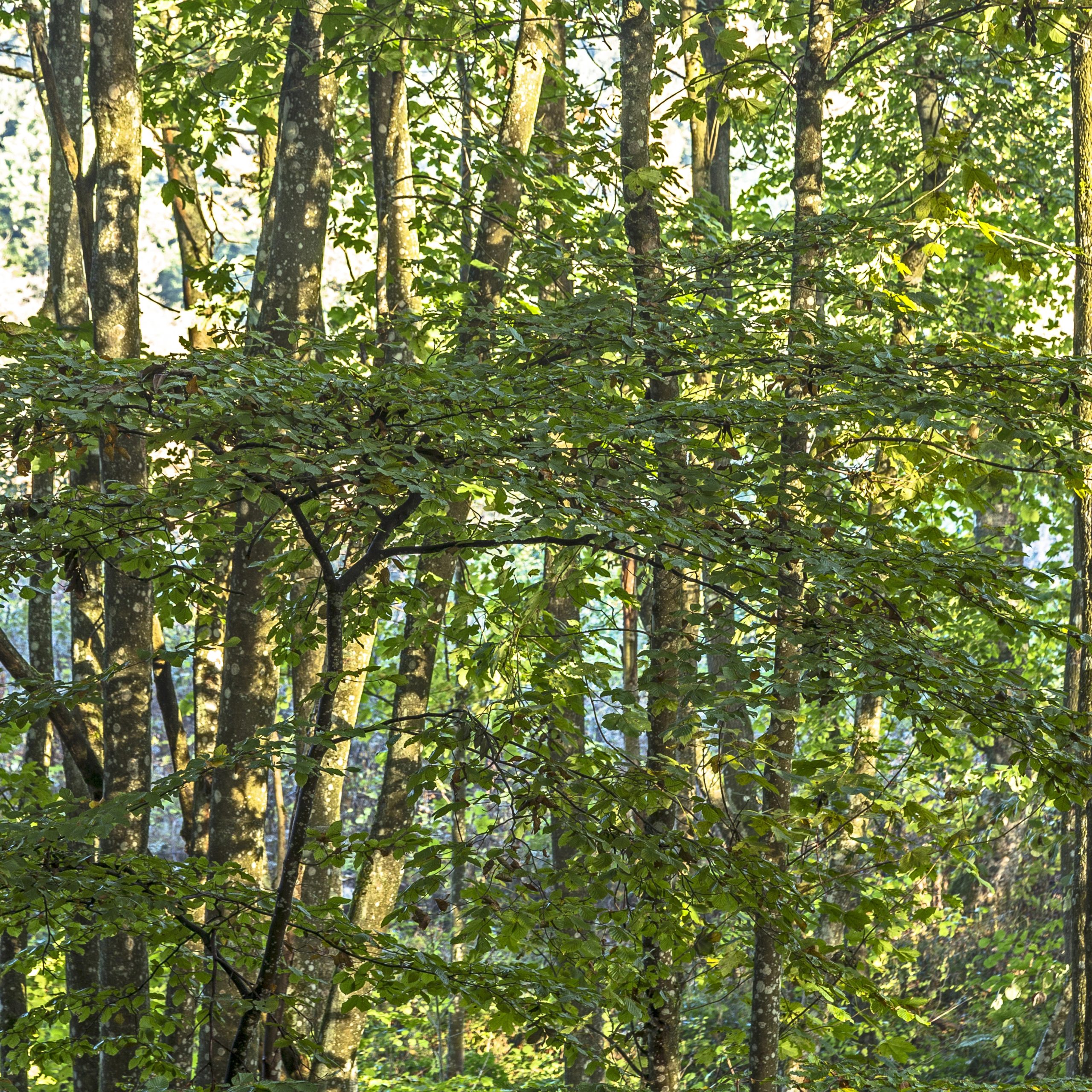 Basal Bark Basics: Targeted Plant Treatment Made Easy