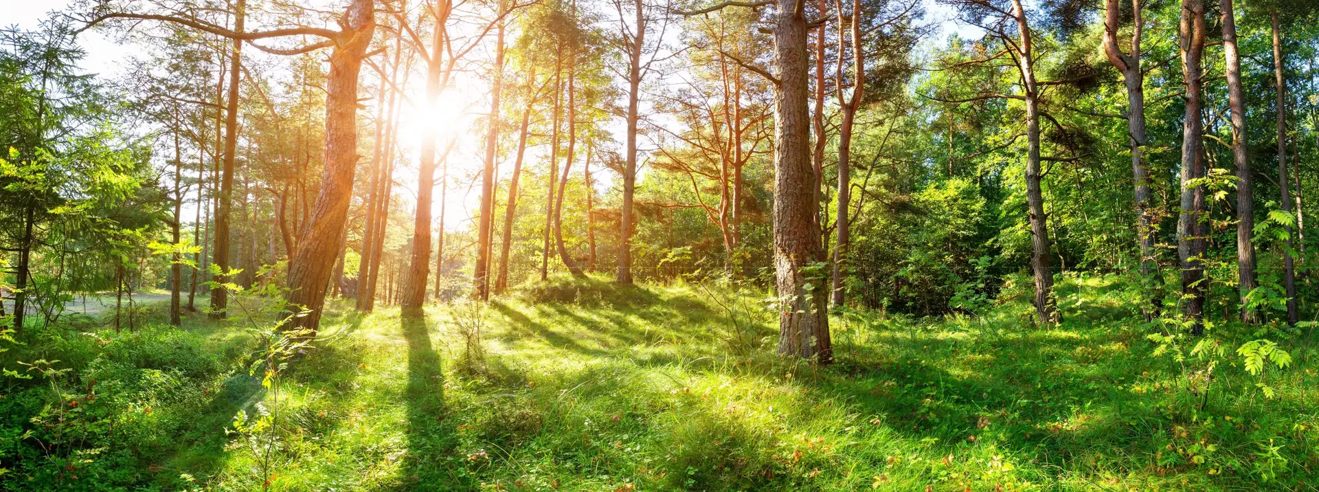 Why Forest Vegetation Management Matters: Protecting Ecosystems and Resources