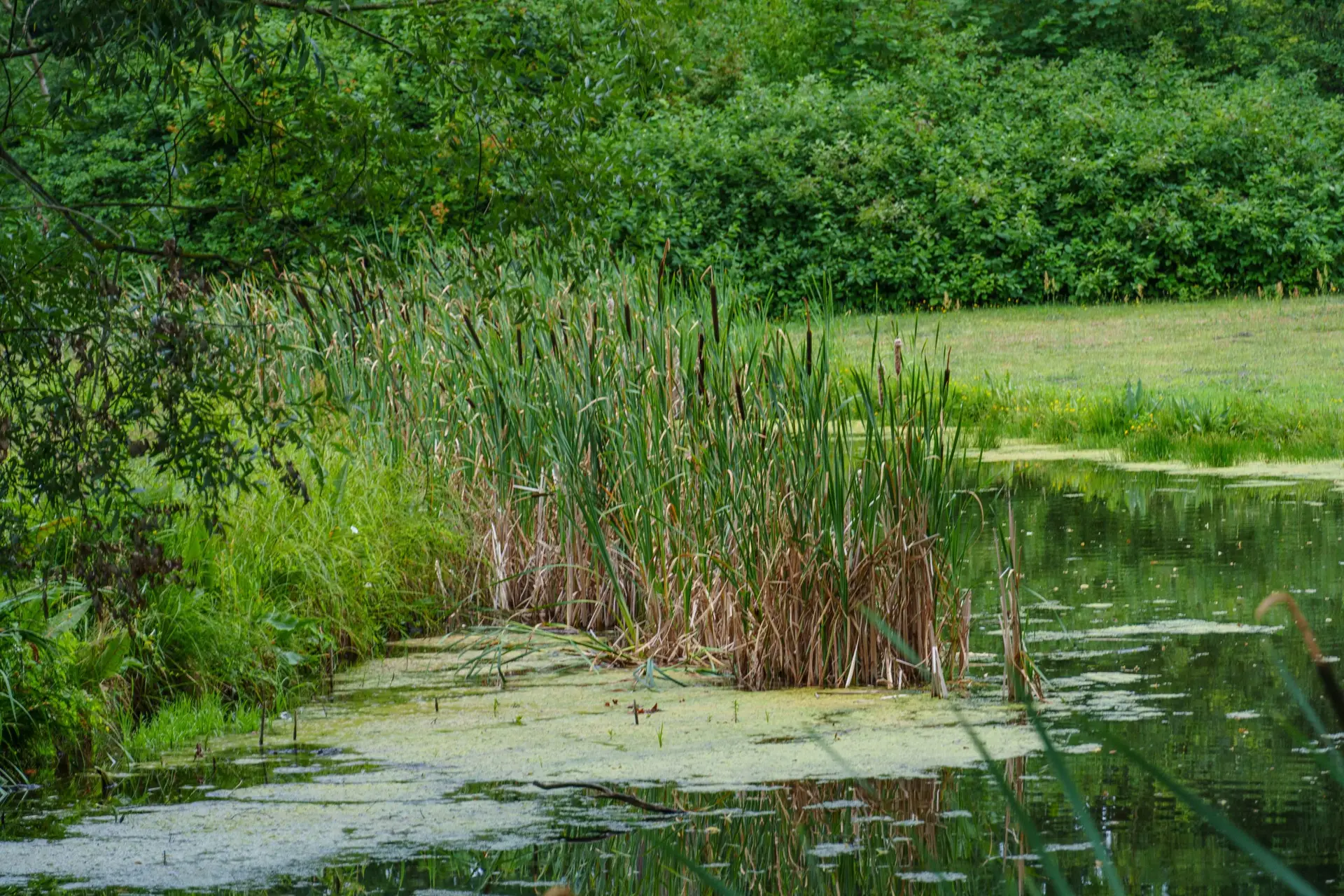 Boosting Aquatic Weed Control with Cide-Kick II